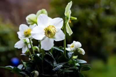 Eine wunderschöne Christrose mit weißen Blüten und immergrünen, glänzenden Blättern.