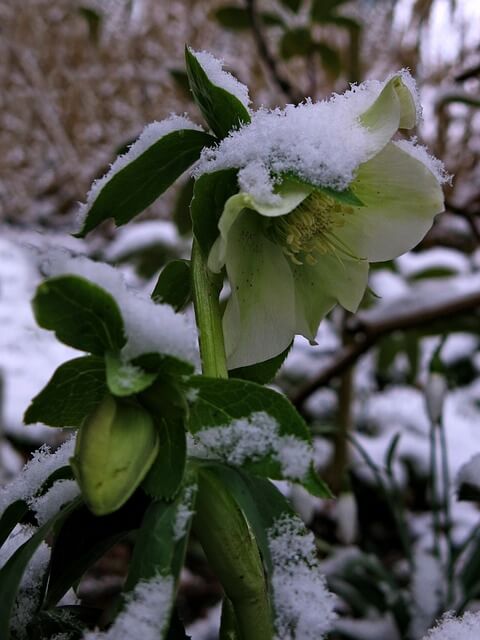 Eine Christrose im Schnee mit großer, weißer Schalenblüte