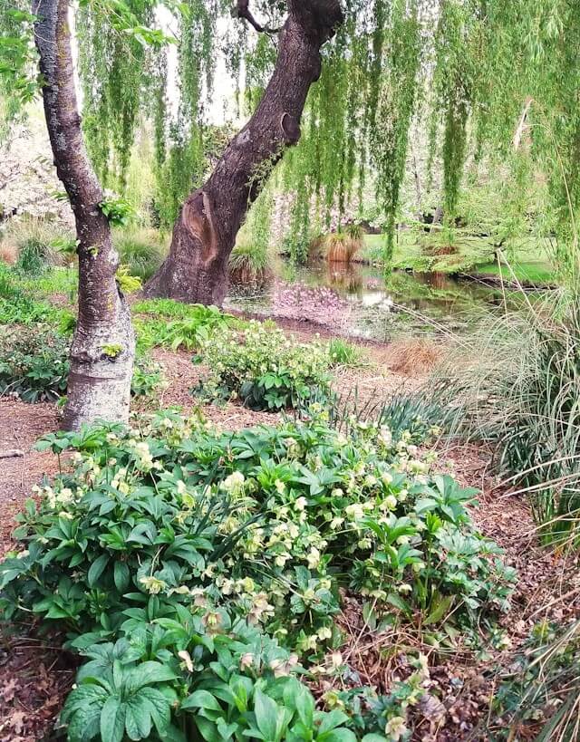 In einem großen Garten gedeihen zahlreiche Christrosen unter hohen Laubbäumen.