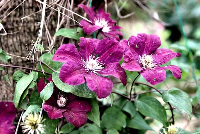 Eine Clematis viticella mit violetten Blüten am Baum