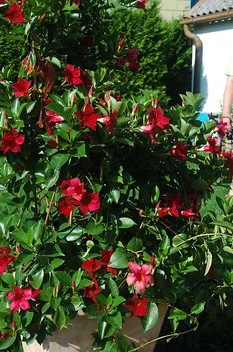 Blühende Dipladenia Sundaville im Topf auf der Terrasse