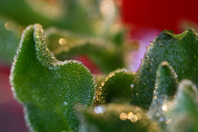 Großaufnahme einiger glitzernder Eisblumen Blätter