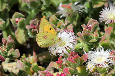 Auf der weißen Blüte einer Eisblume sitzt ein Postillon Schmetterling