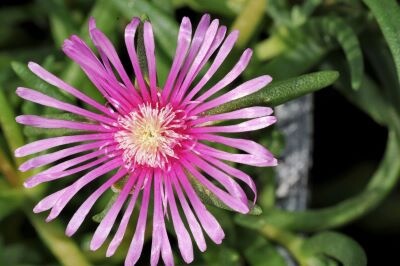 Blick von oben auf die rosa verfärbte Blüte von Eiskraut