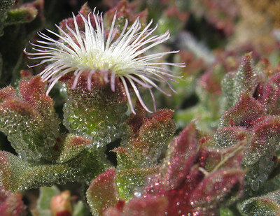 Nahaufnahme einer weißen Eiskrautblüte über den glitzernden, rot überlaufenen Blättern.