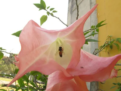 Eine Biene sitzt in einer rosafarbenen Engelstrompeten Blüte brugmansia suaveolens