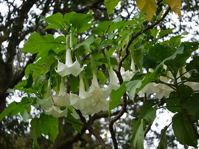 Eine blühende Brugmansia candida