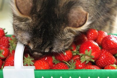 Eine Hauskatze steckt ihre Fellnase in einen Korb mit erntefrischen Erdbeeren