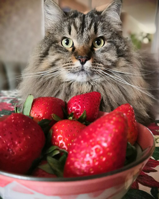 Katze auf Stuhl am Tisch vor einer Schüssel mit Erdbeeren