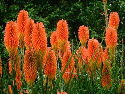 In einem Gartenbeet gedeihen zahlreiche Fackellilien mit orange-gelben Blüten