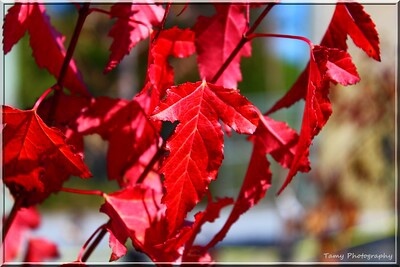 Nahaufnahme der feuerroten Blätter eines Feuerahorns im Herbst