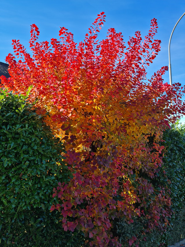 Feuerahorn Strauch im Herbst in einer Hecke