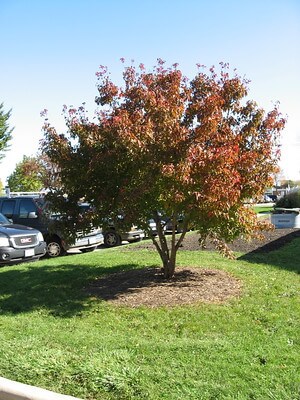 Auf einer Grünfläche steht ein Feuerahorn als Großstrauch mit Herbstfärbung