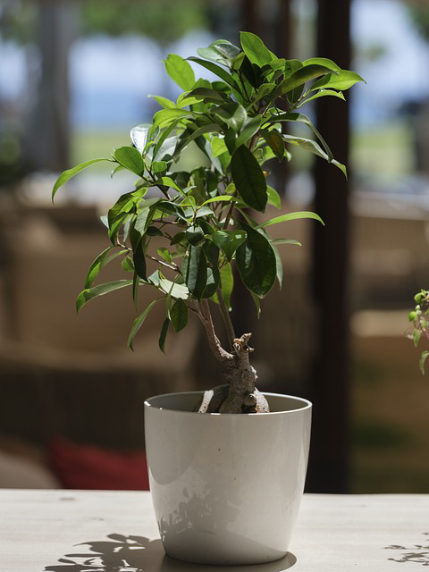 Ein Ficus benjamina Bonsai steht draußen auf dem Balkon auf einer Fensterbank