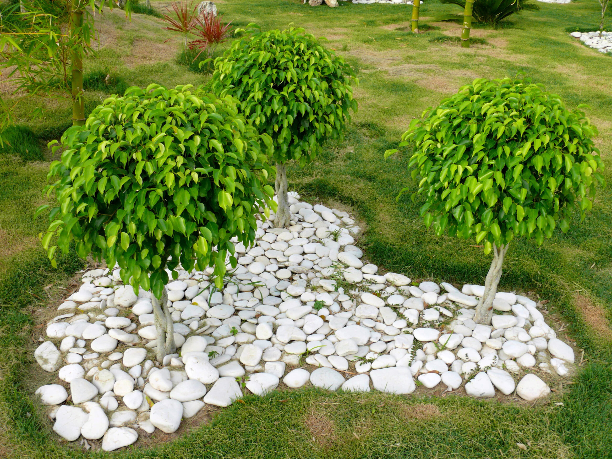 In einem Garten sind 3 Ficus benjamina ausgepflanzt in einem Beet