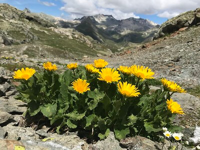 Großblütige Gämswurz im Geröll vor einer Bergkulisse.