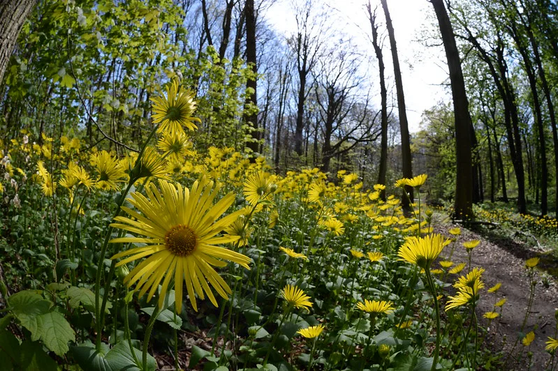 Doronicum pardalianches als Bodendecker im Wald