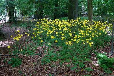 Frühlings-Gämswurz blüht im Wald.