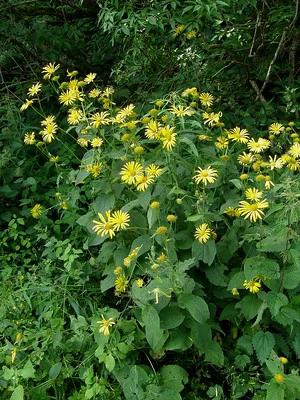 Doronicum austriacum blühend im Wald