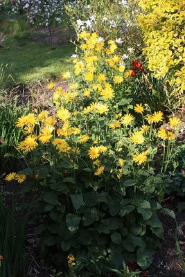 Doronicum orientale blühend im Garten