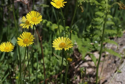 Doronicum plantagineum am Wegesrand