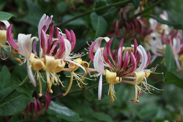 Zwei wunderschöne Blüten am Geißblatt, Lonicera.