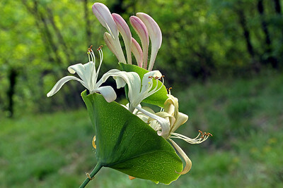 Eine Geißblatt-Blüte mit ihren 2 Hochblättern, die wie eine Tüte zusammengewachsen sind