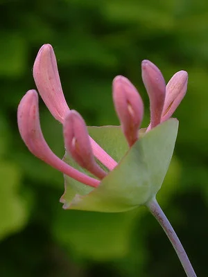 Nahaufnahme einer Geißblatt Blüte mit Hochblättern