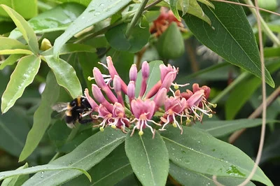 Geißblatt Blüte mit Hummel