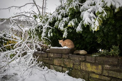 Eine Hecke aus Gewürzlorbeer im Garten im Schnee