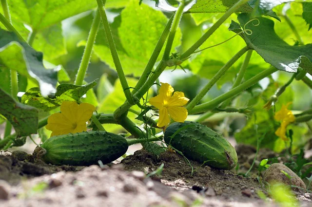 Gurkenpflanze mit Blüten und Früchten im Beet