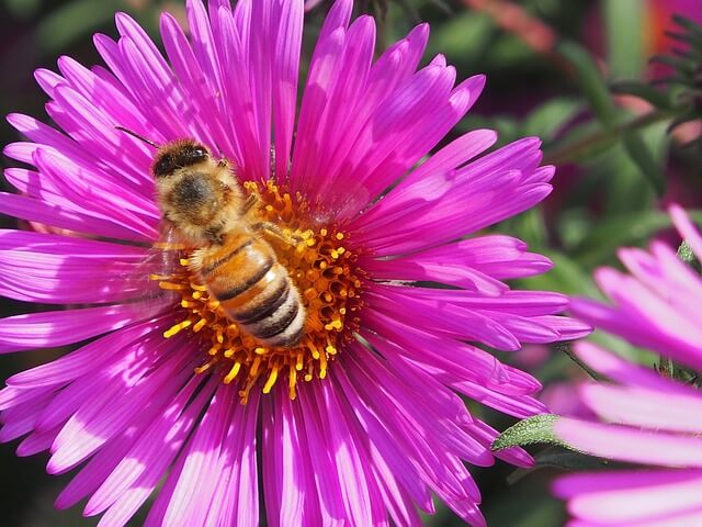 Herbstastern: Die besten Pflege-Tipps