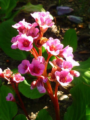 Bergenie Herbstblüte blühend im Sonnenschein.