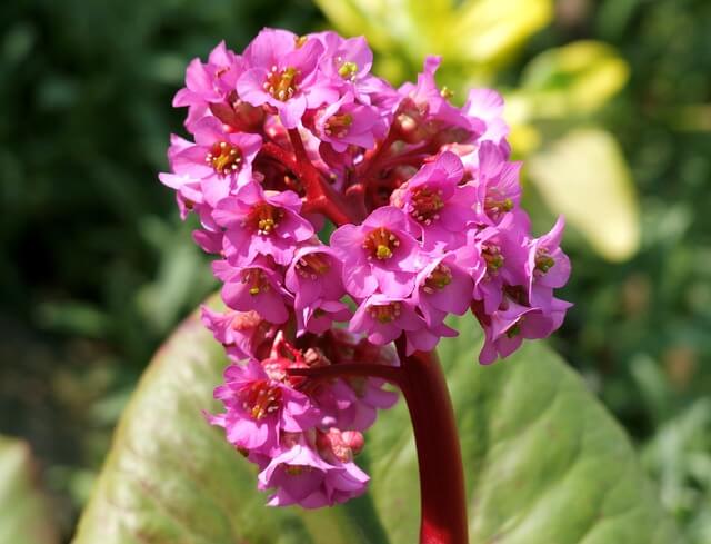 Nahaufnahme der Bergenia cordifolia