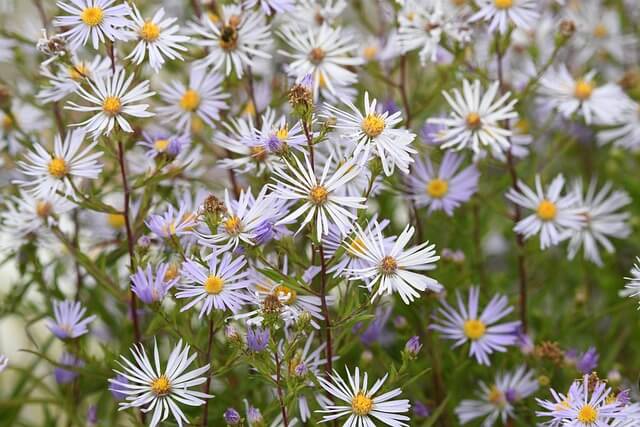 Blühende Waldaster mit weißen Sternenblüten