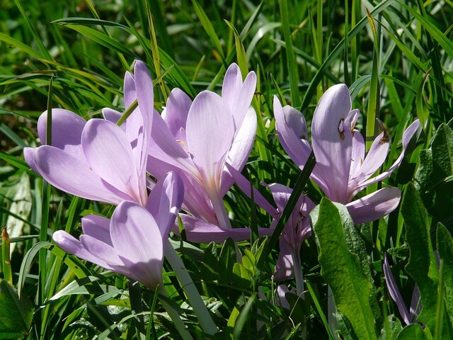 Im Rasen blühen mehrere helllilafarbene Herbstzeitlose mit weit geöffneten Blüten, in denen man die reifenden Samen erkennen kann.