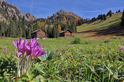 In einer Bergwiese gedeihen Herbstzeitlose mit lila Blüten.