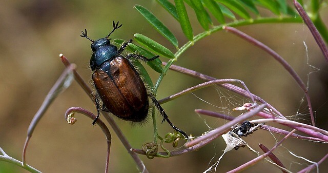 Kleiner Junikäfer Anomala dubia auf Pflanze