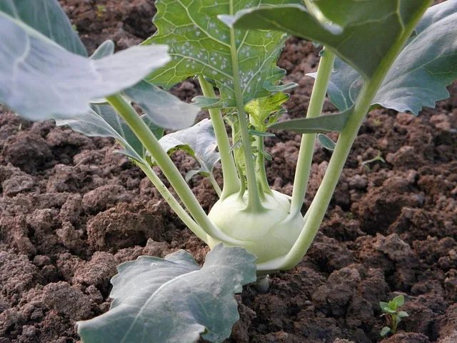 Baby Kohlrabi im Beet