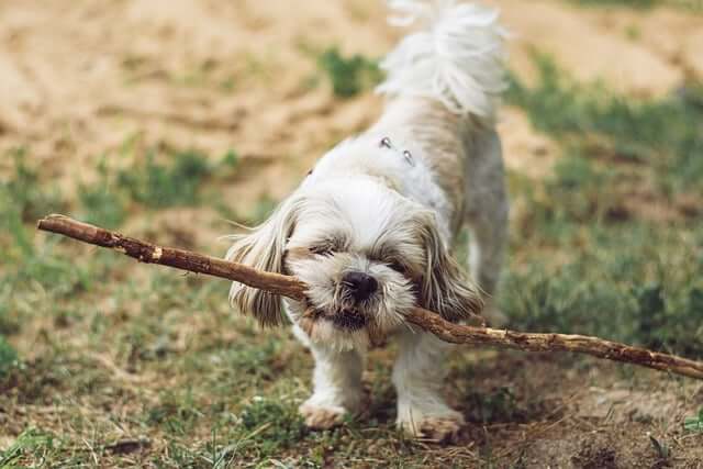 Hund mit einem langen Ast quer im Maul