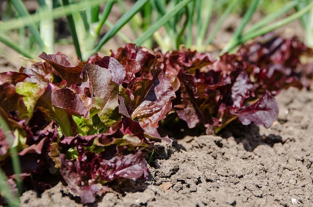 Pflücksalat der Sorte Lollo Rosso im Beet