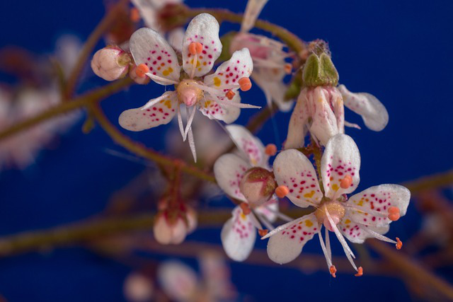 Mehrere vollständig geöffnete Blüten des Porzellanblümchens