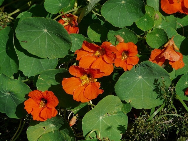 Eine Große Kapuzinerkresse mit orangefarbenen Blüten und runden Blättern aus der Nähe fotografiert.