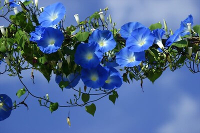 Eine horizontale, blühende Ranke der Prunkwinde unter einem blauen Himmel