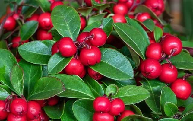 Rote Teppichbeere mit immergrünen Blättern und roten Beeren.