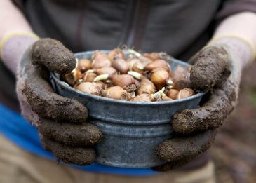 Tulpenzwiebeln setzen Anleitung Grüner Daumen