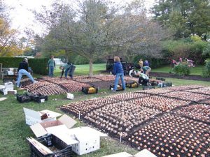 Tulpenzwiebeln setzen Anleitung Grüner Daumen