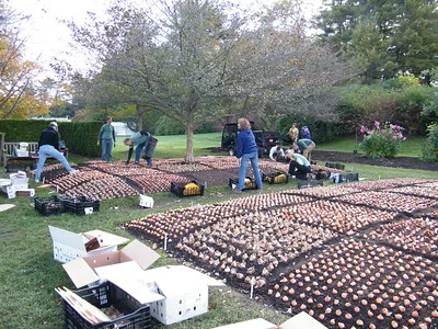 Im Beet ausgelegte Tulpenzwiebeln von vielen Leuten