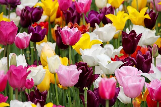 Ein buntes Beet mit blühenden Tulpen