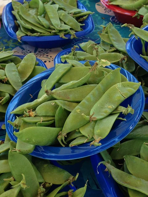 Erntefrische Zuckererbsen in Schalen